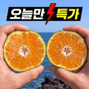 [최저가도전] 100박스한정 고당도 귤 제주 감귤