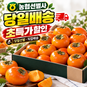 [농협선별인] 최상품보장 프리미엄 최고급 신선한 고당도 아삭한 부유단감