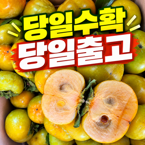 [2주만판매] 장성 차량단감 가정용 부유 진영 고당도1위