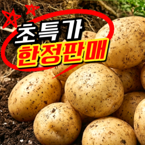 [초특가 한정판매] 산지직송 국내산 햇 감자