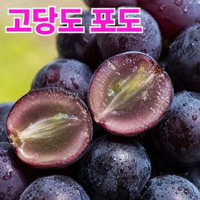 [단하루특가] 고당도 캠벨 포도 한정수량