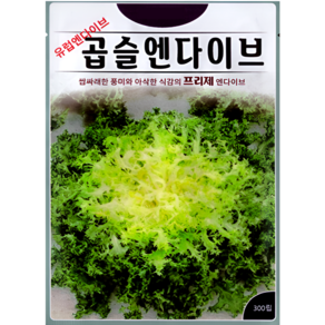KS종묘 곱슬엔다이브 프리제 씨앗 300립 유럽엔다이브 ks