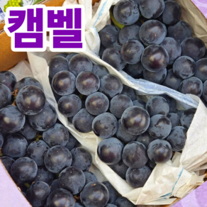 [첫수확특가] 포도 캠벨포도 고당도 캠벨포도 가정용