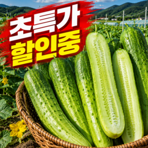 [하루딱50박스한정판매] 산지직송 당일수확 싱싱하고시원한 백오이
