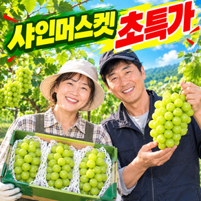 [마지막한정특가] 3차물량매진 초고당도 샤인머스캣 포도