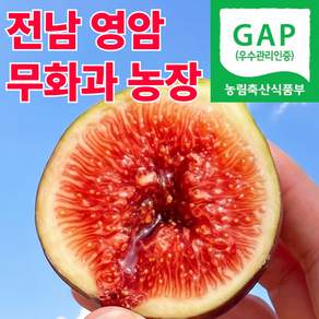 [농장특가] 영암 무화과 꿀무화과 당일수확