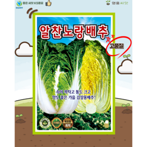 알찬노랑 김장배추 씨앗(500립) 불암배추