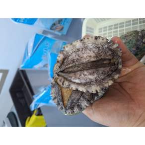 (완도엄지척수산 ) 명품 활 전복 7-8미 1kg (산소포장)
