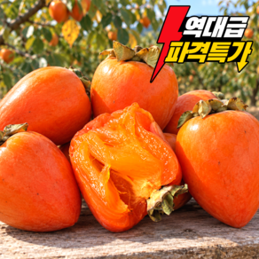 [100박스한정] 산지직송 달콤한 대봉감 홍시