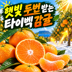 제주 타이벡 감귤 고당도 귤