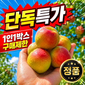 [100박스한정특가] 금메달농수산 고당도 추희자두