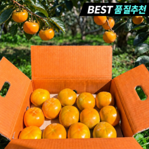 [환불보장] 고당도 단감 부유 진영단감