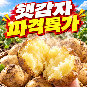[파격특가] 국내산 산지직송 신선한 햇감자 감자