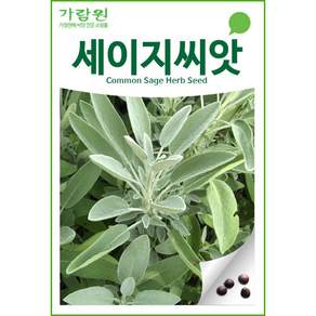세이지 씨앗 허브씨앗 허브씨 향신료 종자 씨 50알
