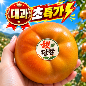 {산지잇다} 고당도 햇 단감 진영단감 대과