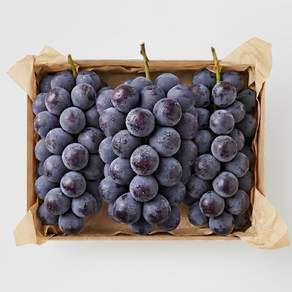 김천 흑거봉 수출용 특등품 고당도 포도 1.5kg 2kg 4kg