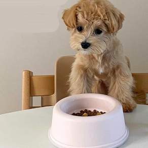 다온 강아지 고양이 밥그릇 물그릇 핑크