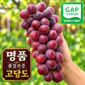 [품질보장] 프리미엄 씨없는 적포도 홍주씨들리스 포도 껍질째 아삭한 고당도 적포도 산지직송 1.5kg 1박스