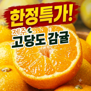 [초특가100박스한정]제주 감귤 초고당도 햇 노지 감귤 밀감