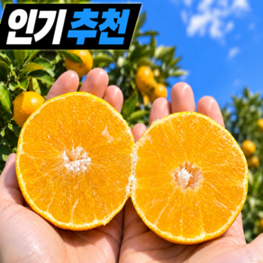 담온 제주 초고당도 프리미엄 황금향