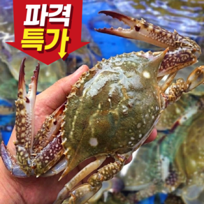 [산지직송출고] 꽃게 국내산 활꽃게 숫꽃게 생물꽃게