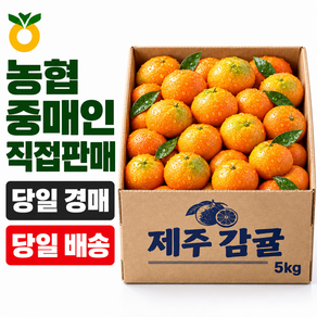 [농협중매인] 작년구매1위 제주직송 제주 감귤