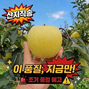 [한정수량] 시나노 골드 황금 사과 아삭달콤