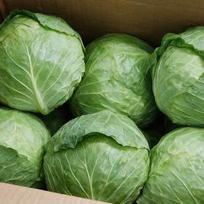 울팜 수입 양배추 대용량 업소용