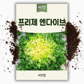프리제 엔다이브 씨앗 300립 치커리 샐러드 채소 쌈채소 씨앗 종자