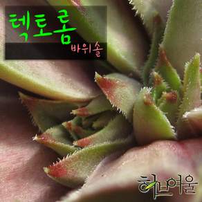 [허브여울바위솔] 텍토롬 (바위솔/노지월동) 지름 9cm 소품 다육화분