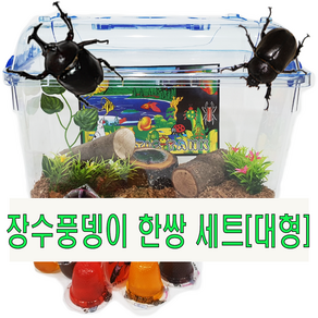 장수풍뎅이 한쌍 키우기 대형세트 곤충포함 관찰용곤충세트 저렴한 곤충세트 장수풍뎅이기르기
