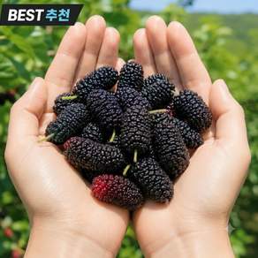 [작년700스완판] 30년장인의 초고당도 산지직송 오디
