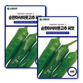 아람종묘 순한 아삭이 오이맛 풋고추 씨앗