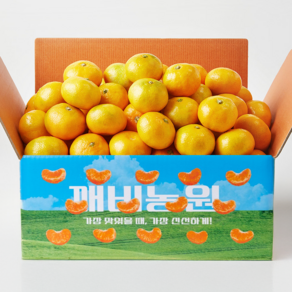 깨비농원 첫 수확 제주감귤