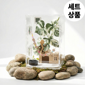 필핏 크레스티드 게코 사육장 도마뱀 파충류 은신처 세트
