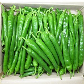 오이고추 못난이 1박스 (10kg)