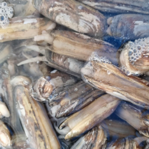 [ 남도바다먹거리 ] 둥근 가리 맛조개 국내산 참 맛조개 500g