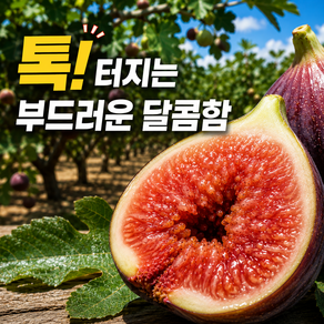 [첫출하특가] 농장직송 꿀맛 영암 무화과