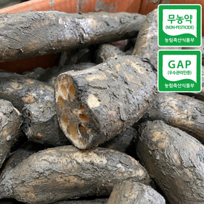 국내산 밀양 햇 생 연근