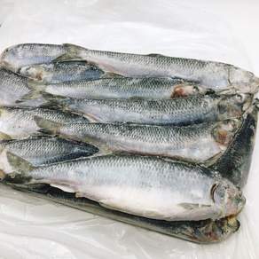 냉동 청어 생선 약13kg 1박스 27cm전후사이즈 약40마리 업소용 급냉 통생선청어