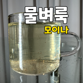 물벼룩 모이나 2000마리