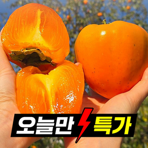 [26년첫출하] 100박스한정 고당도 대봉감