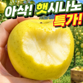 [오늘만초특가] 고당도 황금 사과 시나노골드