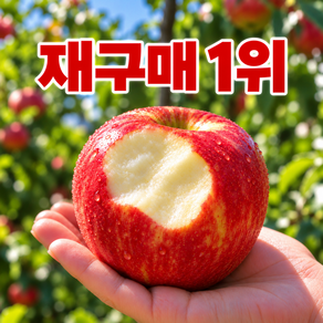 [재구매1위] A급선별 고당도 꿀 감홍사과
