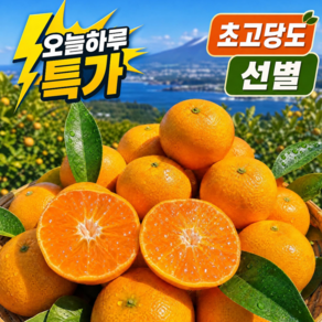 [다른귤과비교x] 초고당도 13brix 이상 타이벡 감귤 햇 제주 밀감