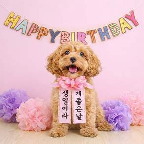 반려동물 생일 화환 세트 강아지 고양이 생일파티 용품 가랜드 홈파티 꾸미기 촬영 소품
