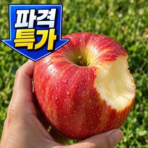 [4차완판] 사과 구매1위 부사사과