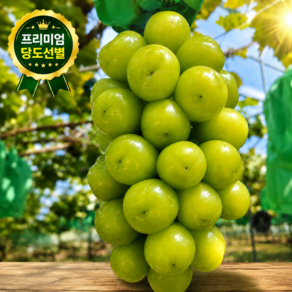 특가할인 유명산지 고당도 샤인머스캣