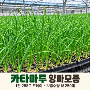 모종-양파모종 카타마루 항암 묘종 육묘 저장 종자 카타마루양파모종 288구1판(약250개)