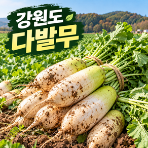 김장용 무우 강원도 동치미 무 다발무 김장무